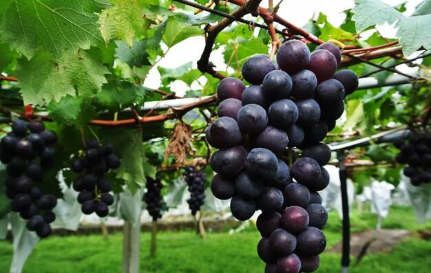 ��jdb���ӹٷ���վ����������ι�ˮ��һ�廯����������������������߷���