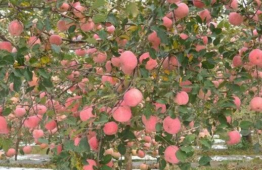 ˮ��һ�廯����ʩ�ʻ���������������ƻ��԰�ι�ʩ����