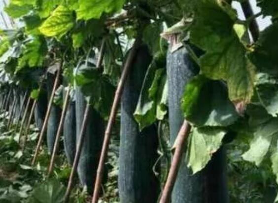 ����ˮ��һ�廯��������������������ʵ��ˮ��ͬ�������͸�Чʹ�õĽ�ˮũҵ����