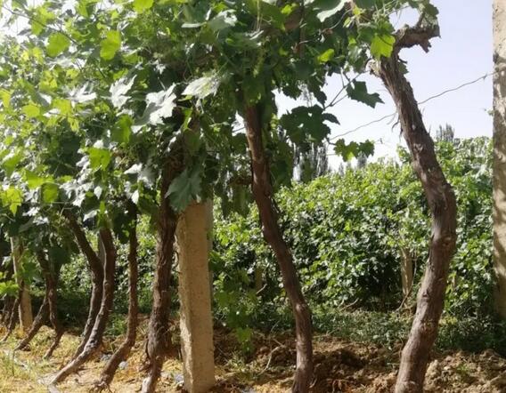 ����1000Ķ����ʵ��ˮ��һ�廯�����������������������ٺ�����ˮũҵ�����ƹ�Ӧ�� 