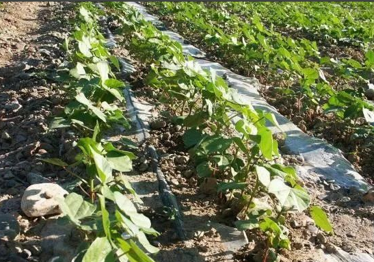 JDB����(�й���)���ٷ���վ