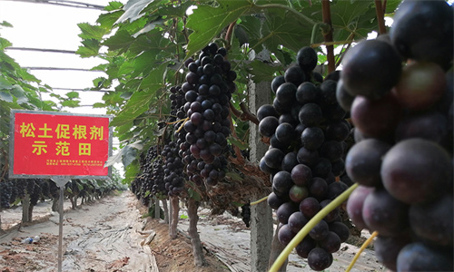 JDB����(�й���)���ٷ���վ