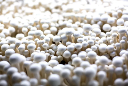 JDB����(�й���)���ٷ���վ