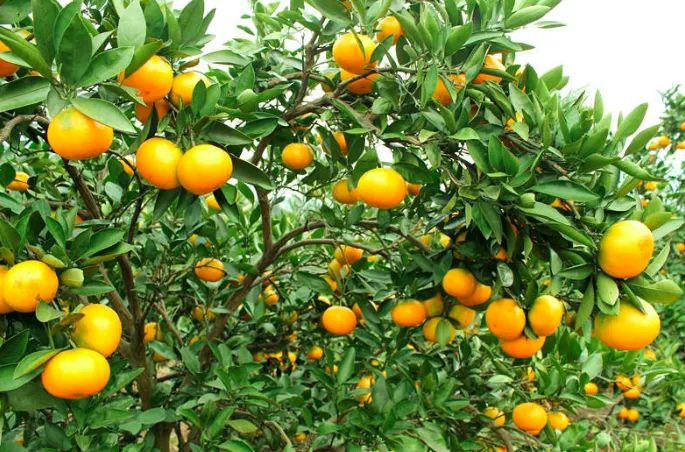 JDB����(�й���)���ٷ���վ