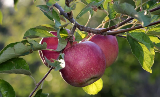 JDB����(�й���)���ٷ���վ