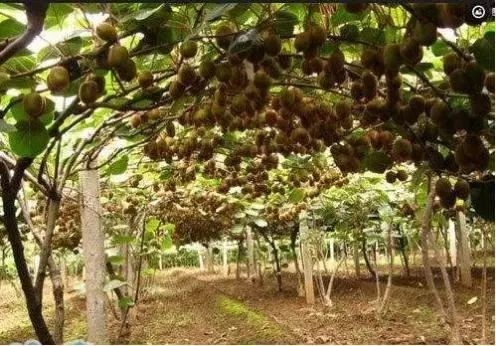 JDB����(�й���)���ٷ���վ